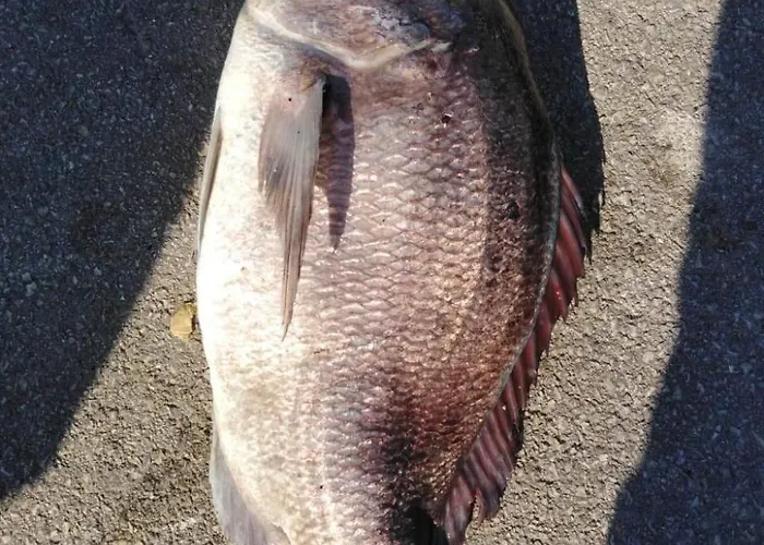 Strandhaus Danica - Bain- Zut - Kornati By Interhome דירה *